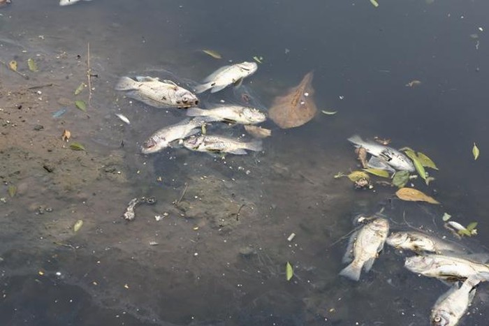 hien-tuong-mua-axit-la-gi-5